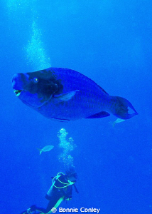 Parrotfish seen in Freeport Bahamas May 2009. Photo taken... by Bonnie Conley 